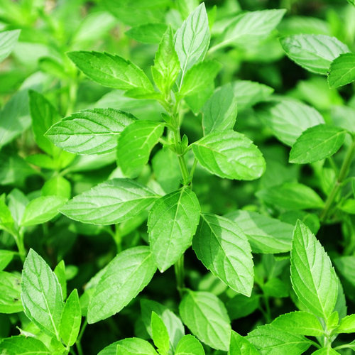 荆芥种子河南大叶荆芥菜种籽孑金芥籽罗勒种孑阳台盆栽荆棘菜籽种 - 图1