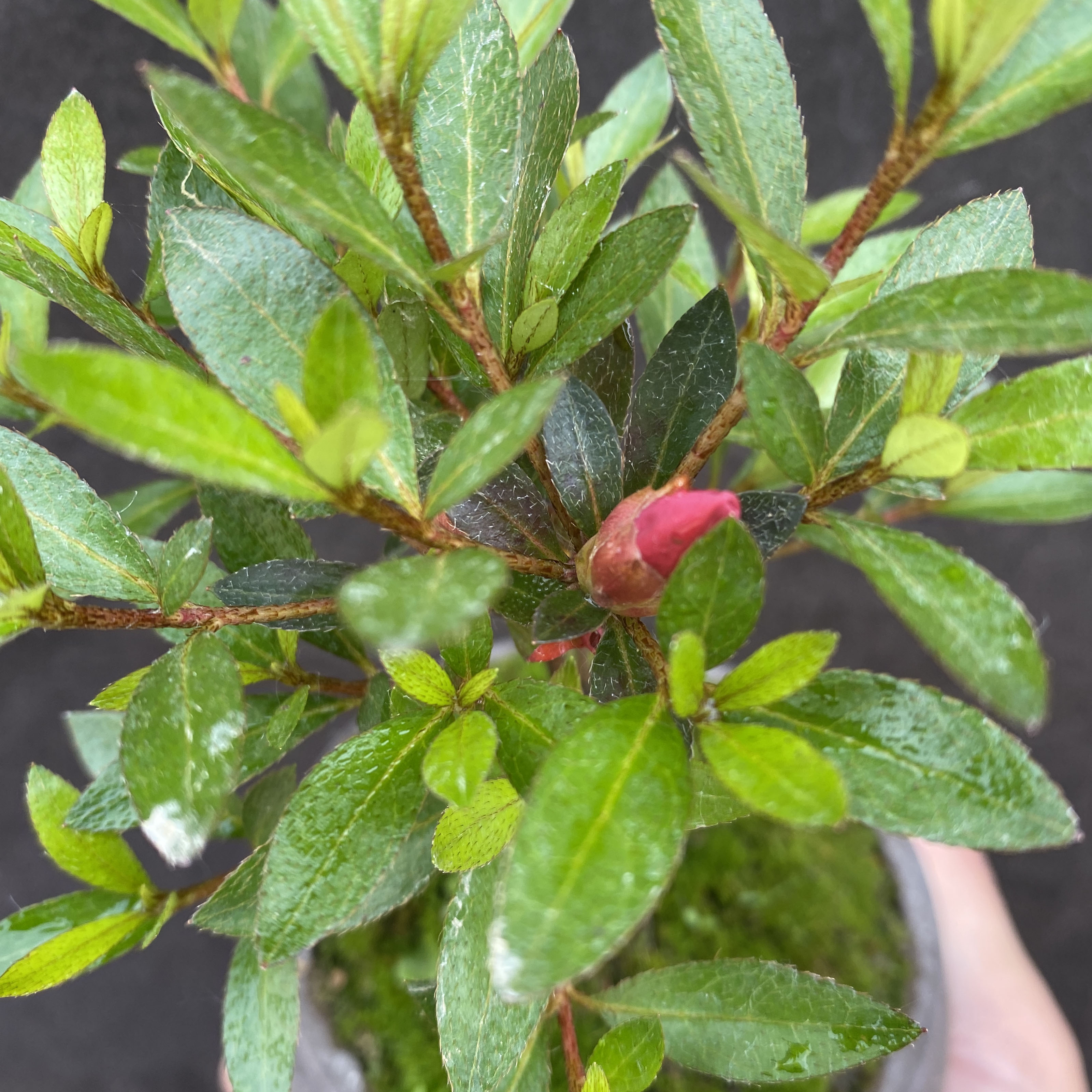 杜鹃花盆栽日本皋月杜鹃室内阳台开花小微盆景茶花映山红绿植实物 - 图0