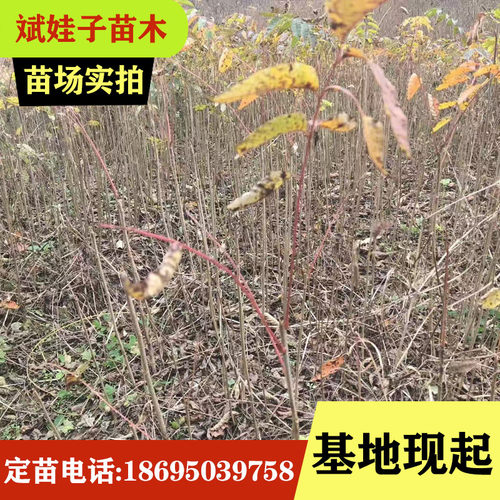 大木漆 小木漆 山漆树基地直销生漆树苗大小规格齐全现起现发量大 - 图2
