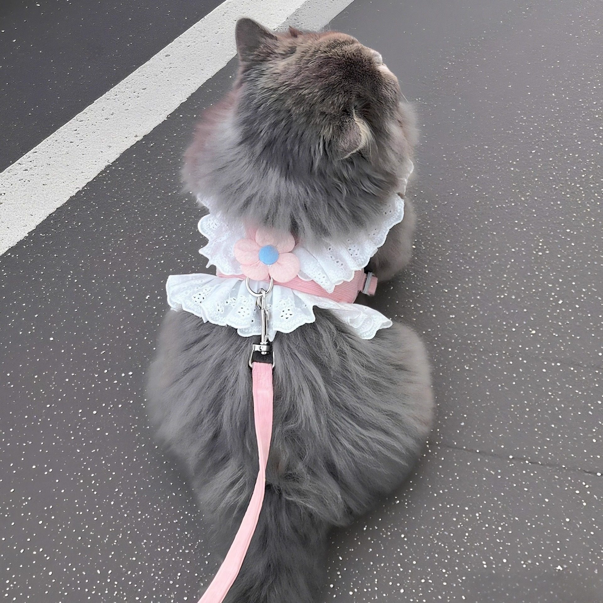 小猫咪胸背式牵引绳猫咪背心式防挣脱溜猫绳溜猫神器猫猫项圈衣服,淘宝优惠券,粉丝福利购,淘宝优惠卷