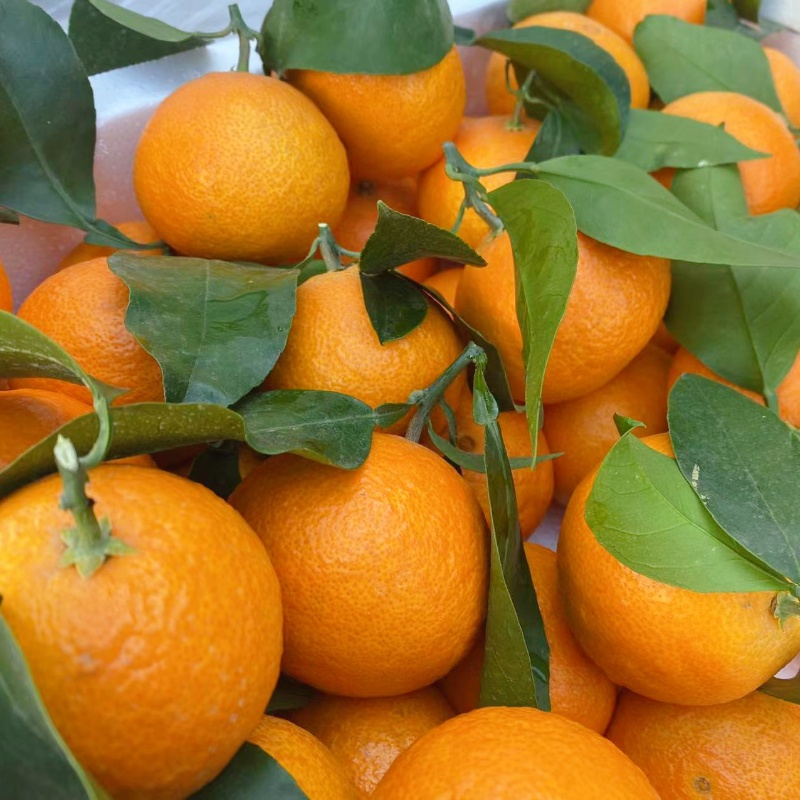 Xiangshan Red Beauty Citrus Jelly Orange Fresh Seasonal Fruit Citrus Tangerine Hand Peeled Sweet Citrus 4kg