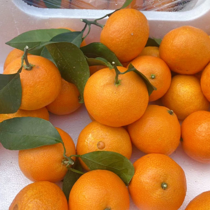 Xiangshan Red Beauty Citrus Jelly Orange Fresh Seasonal Fruit Citrus Tangerine Hand Peeled Sweet Citrus 4kg