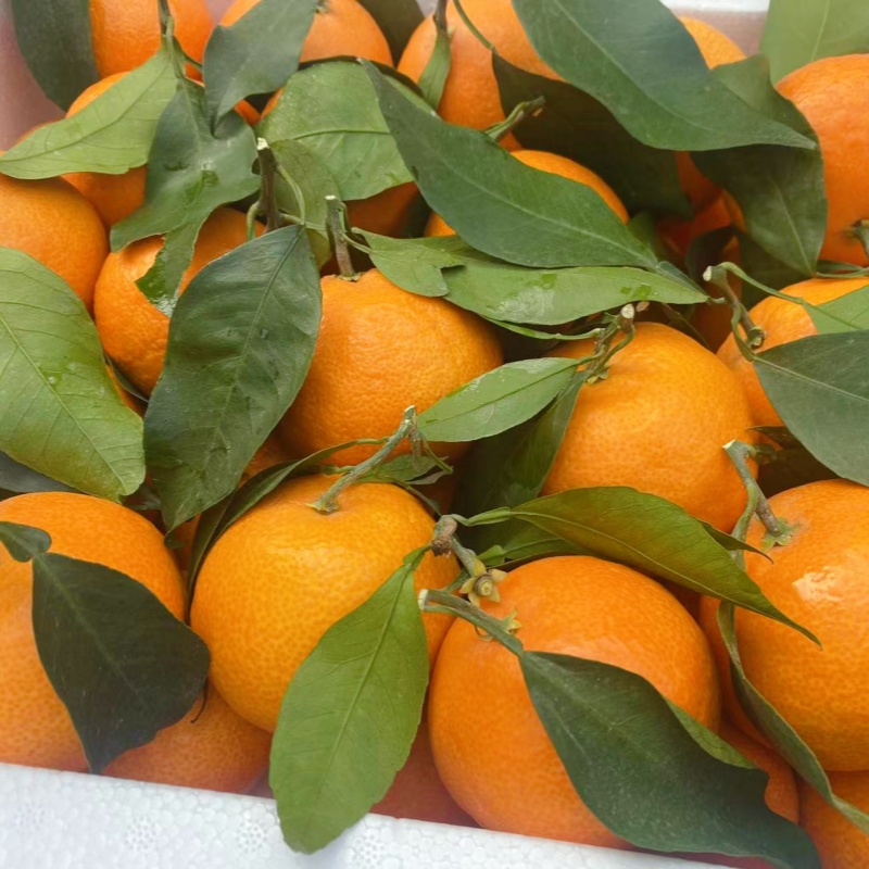 Xiangshan Red Beauty Citrus Jelly Orange Fresh Seasonal Fruit Citrus Tangerine Hand Peeled Sweet Citrus 4kg