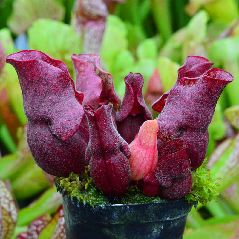 多种瓶子草食虫草捕蝇草猪笼草茅膏菜组合拼盘盆栽食人花大嘴超大,淘宝优惠券,粉丝福利购,淘宝优惠卷