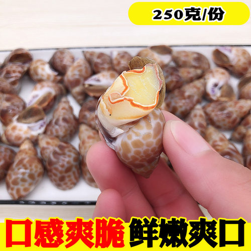 花螺鲜活冷冻大花螺东风螺新鲜海螺大香螺海鲜水产贝类大猫眼螺 - 图0