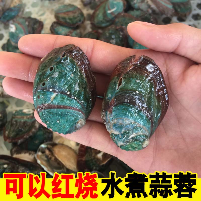 Abalone, big abalone, fresh big abalone, big abalone, live