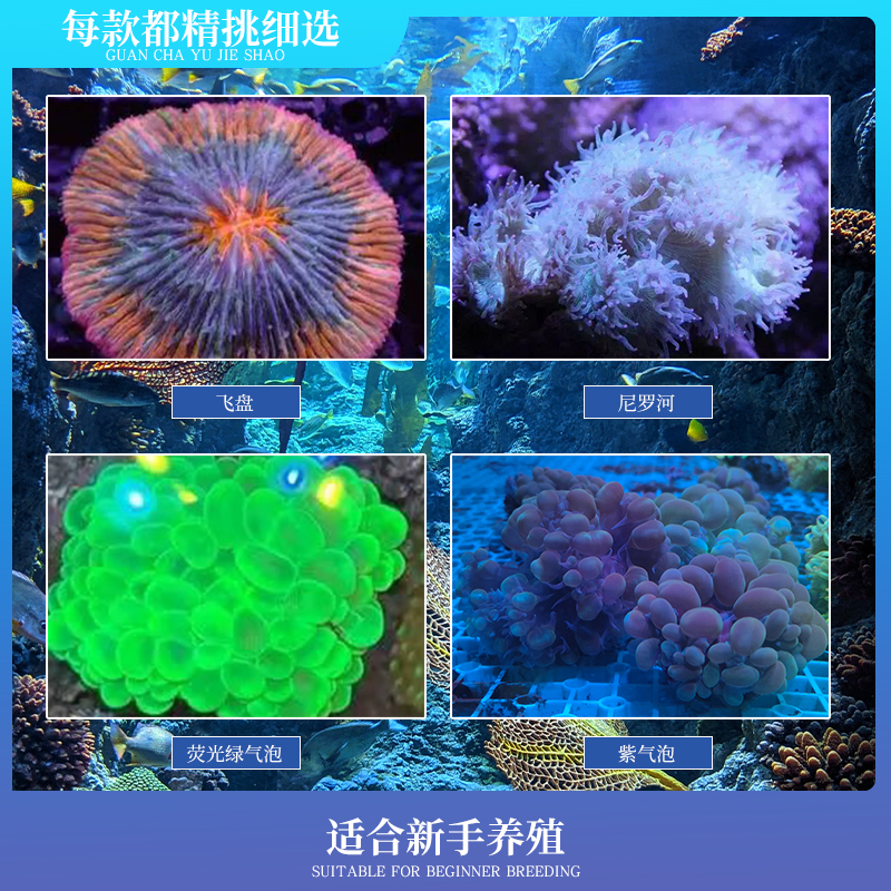 万鱼来朝尼罗河气泡彩虹飞盘荧光绿双色飞盘紫气泡珊瑚顺丰发货 - 图0