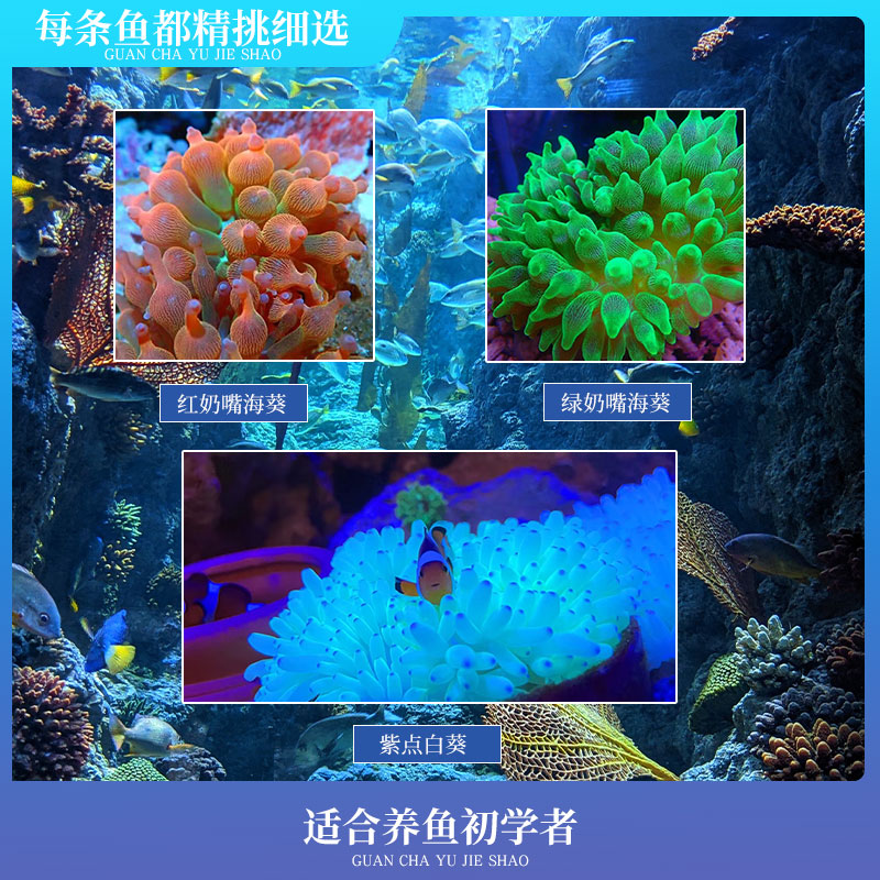 万鱼来朝绿奶嘴海葵珊瑚荧光绿紫点白葵海洋生物小丑鱼共生葵地毯 - 图0