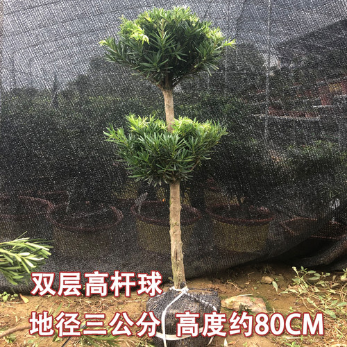 雀舌罗汉松造型素材3公分球型罗汉松庭院盆景 米叶罗汉松大树老桩 - 图3