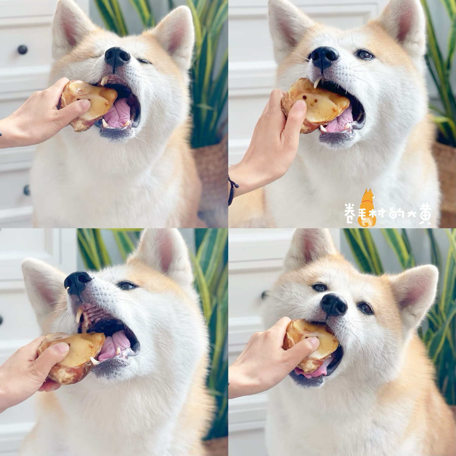 Petio派地奥膝盖骨牛膝骨牛肋骨软肋磨牙耐啃无添加狗零食磨牙棒,淘宝优惠券,粉丝福利购,淘宝优惠卷