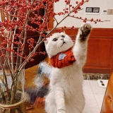 Собака и кошка Симпатичные стрельбы домашние животные маленькие инсу ди -биенди Шиба Ину Вест -Хайленд -Весна и осенние украшения