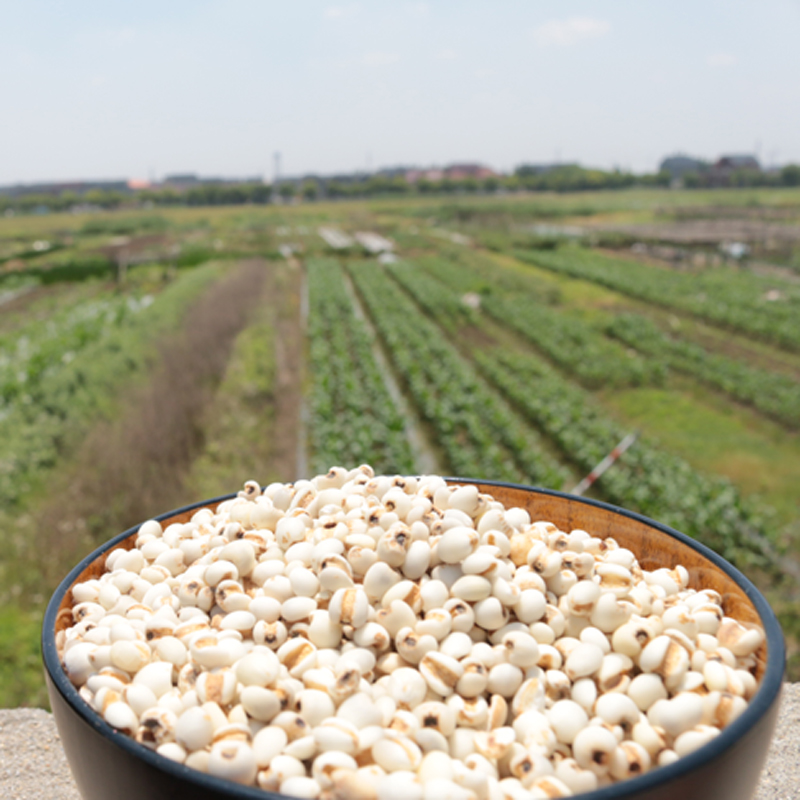 Farmer's Barley Kernel New Arrival White Fresh 500g