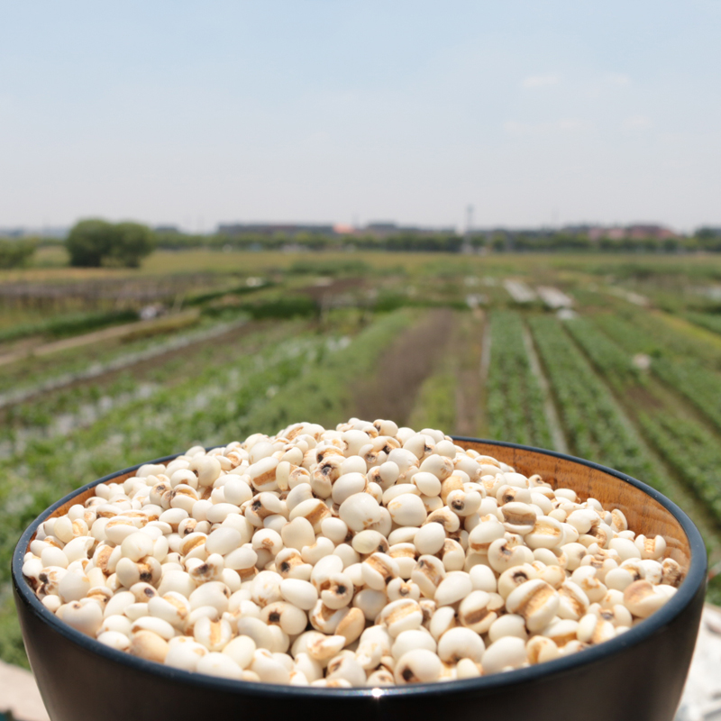 Farmer's Barley Kernel New Arrival White Fresh 500g