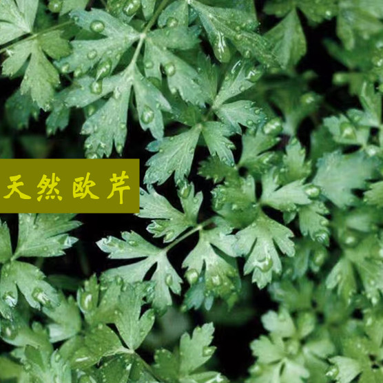 【2025年新货】欧芹碎Parsley 法香芹碎意大利面牛排配西餐调香料