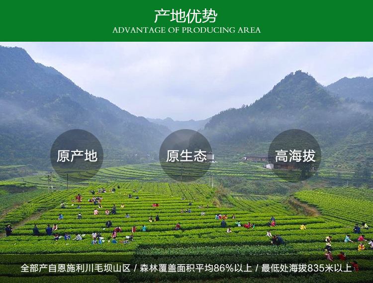 明前春茶毛尖 500g 年散装新茶富硒蒸青绿茶 2019 恩施玉露 茶厂直销 明前春茶毛尖 500g 年散装新茶富硒蒸青绿茶 2019 恩施玉露 茶厂直销