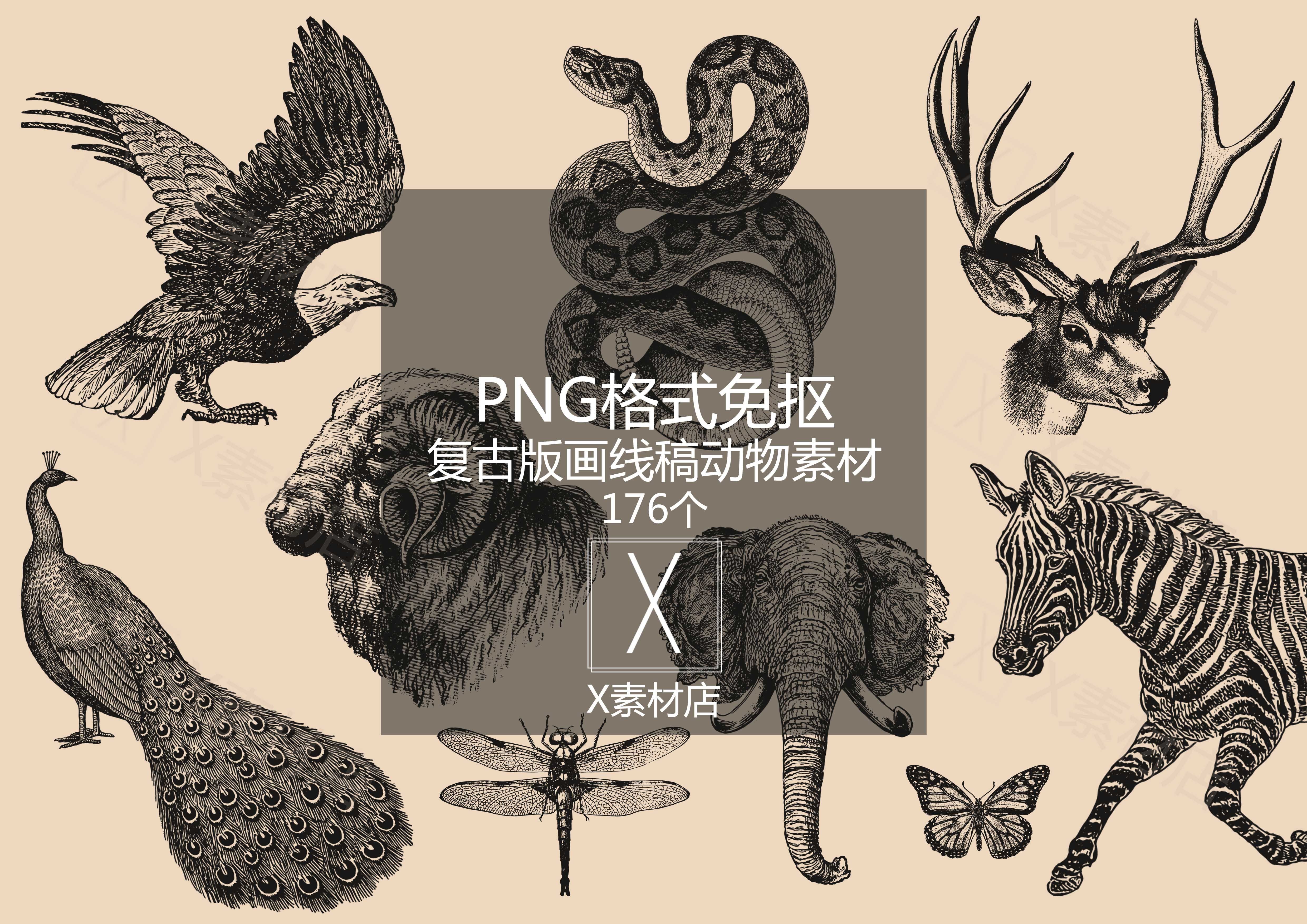 AI/PNG复古版画线稿 手绘爬行动物鸟类昆虫蜘蛛素材拼贴collage