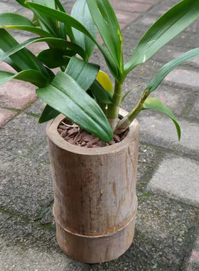 重庆斑竹天然阴干毛竹道具竹筒定制复古造景干原竹编竹雕渔鼓竹子