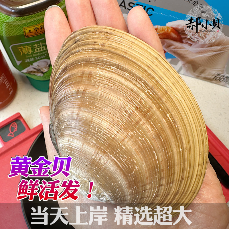 黄金贝鲜活超大青岛海鲜水产文贝特大蛤蜊花甲王花蛤文蛤贝类500g - 图0