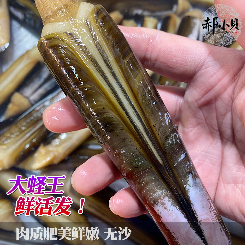 鲜活竹蛏王超大竹节蛏子特大贝类青岛海鲜水产顺丰包邮 4-8个500g - 图2