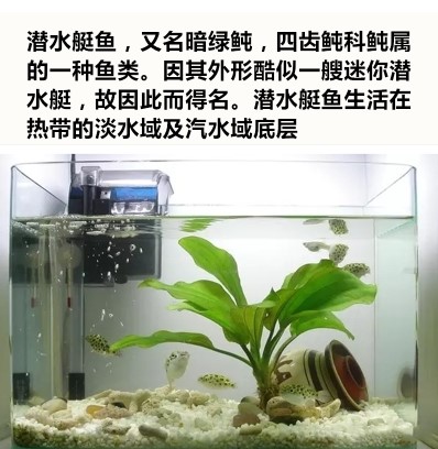 潜水艇会生气的鱼凶猛气泡鱼活体巧克力娃娃河豚鱼吃螺观赏鱼包邮-图2