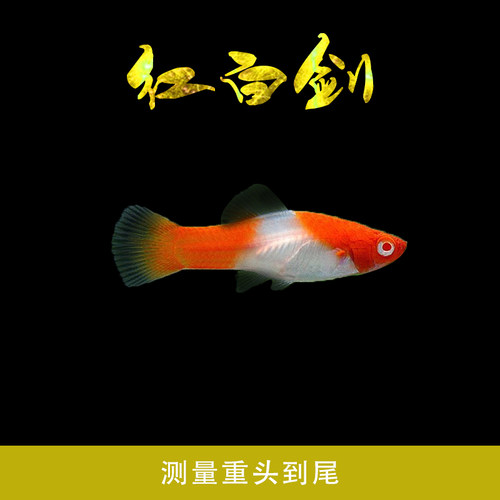 胎生鱼月光鱼米奇鱼玛丽鱼活体观赏鱼红剑鱼黑尾新手好养鱼热带鱼 - 图2