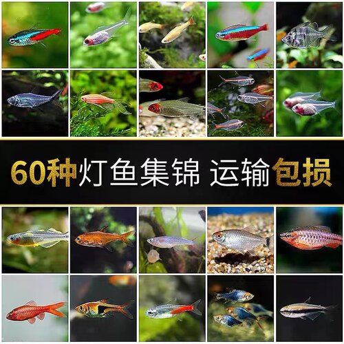 热带鱼小型淡水红绿灯鱼斑马活体宝莲灯草缸孔雀鱼群游鱼苗灯科鱼 - 图1