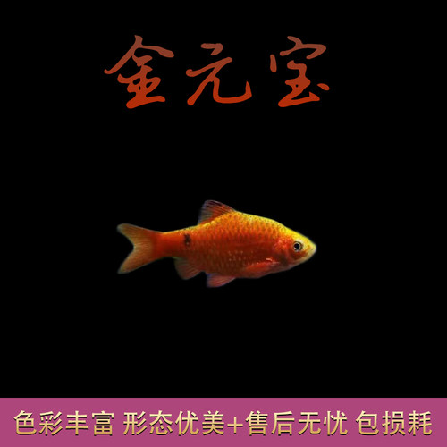 热带观赏鱼活体钻石彩虹鲫鱼紫红两点彩虹鲫金元宝鱼温顺群游包 - 图1