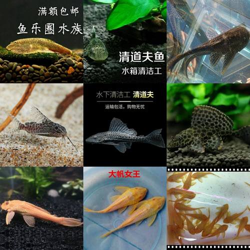 热带鱼清洁清道夫吃垃圾鱼活体工具鱼豹纹夫女王清道夫琵琶反游猫 - 图1