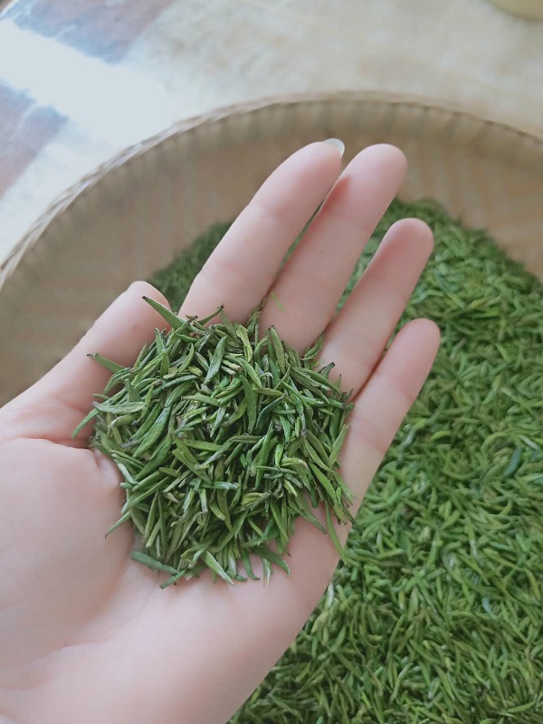 贵州雀舌石阡苔茶绿茶明前2023年新茶特级翠芽颗颗嫩芽头50克包邮