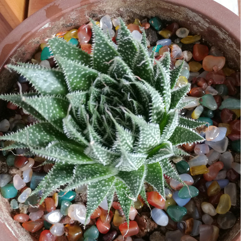 南京雨花石原石天然清仓五彩小花石头子多肉铺面盆栽鱼缸鹅卵石 - 图1