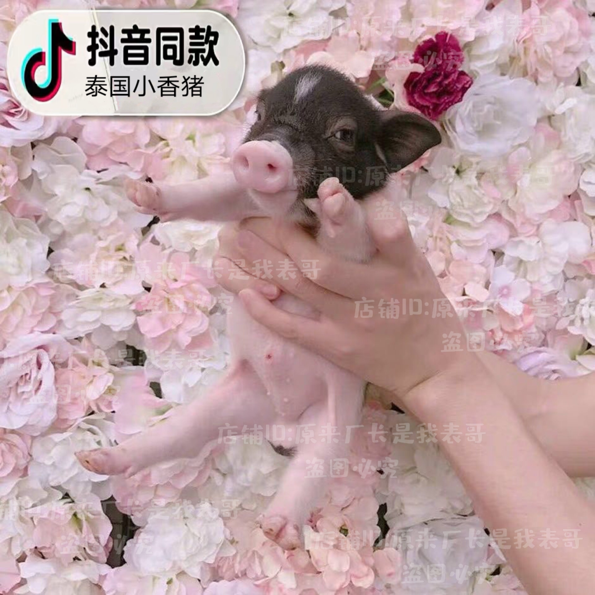 网红超可爱抖音宠物活体泰国迷你纯种小香猪佩奇萌宠异宠明星小猪,淘宝优惠券,粉丝福利购,淘宝优惠卷