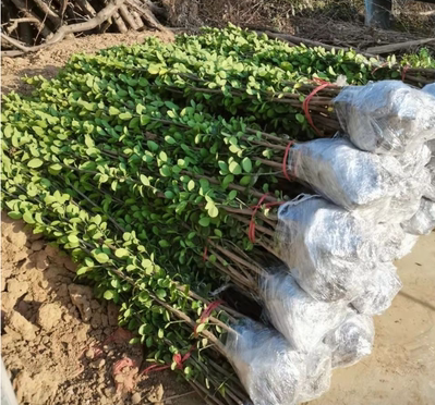 围墙篱笆植物大叶北海道黄杨苗冬青树苗四季常青耐寒庭院绿篱树苗