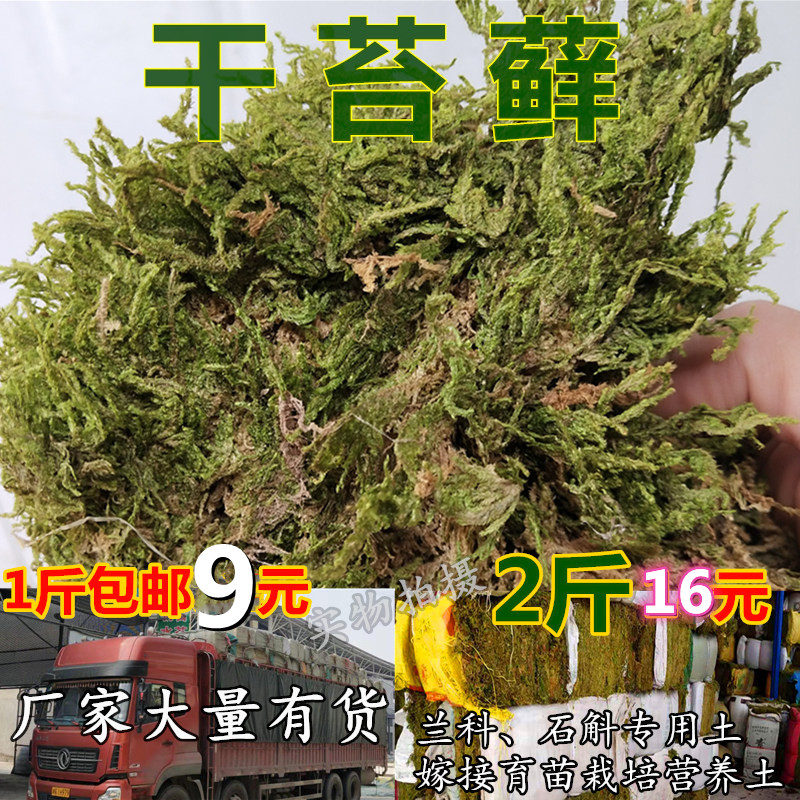 厂家干苔藓干水苔青苔水草爬虫类龟蛇冬眠垫材石斛嫁接兰花营养土 - 图1