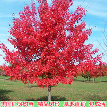 American Red Maple Sapling Japan Red Maple Courtyard Road Greening All Season Red Planting Resistant Cold South North Outdoor Planting