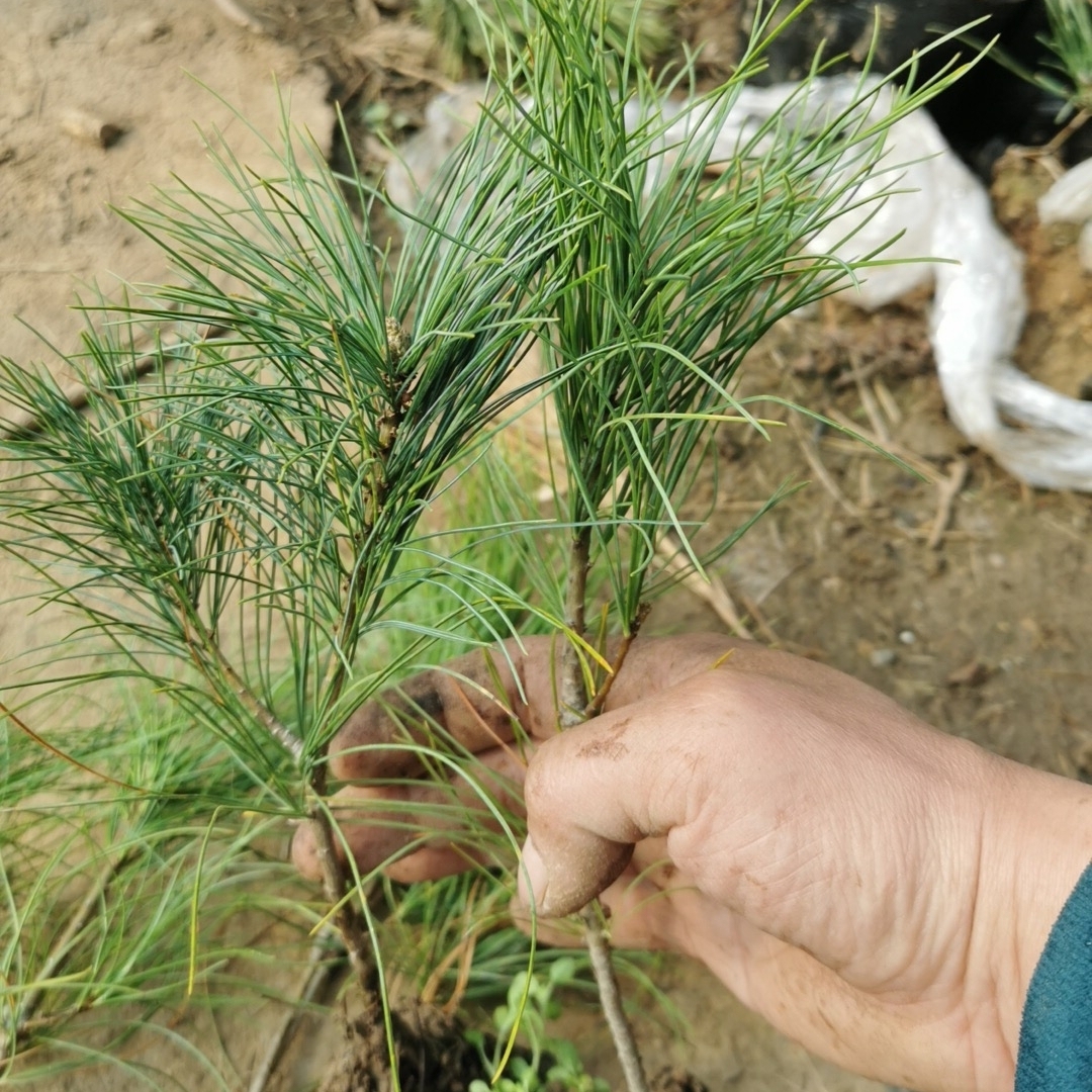 华山松 新苗油松松树雪松黑松金钱松马尾松湿地松白皮松落叶松 - 图1