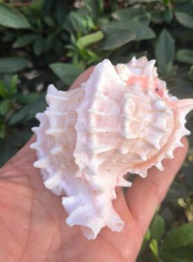 骨螺海风天然海螺贝壳粉红听鱼缸多肉造景花盆卷贝鱼寄居蟹替换壳
