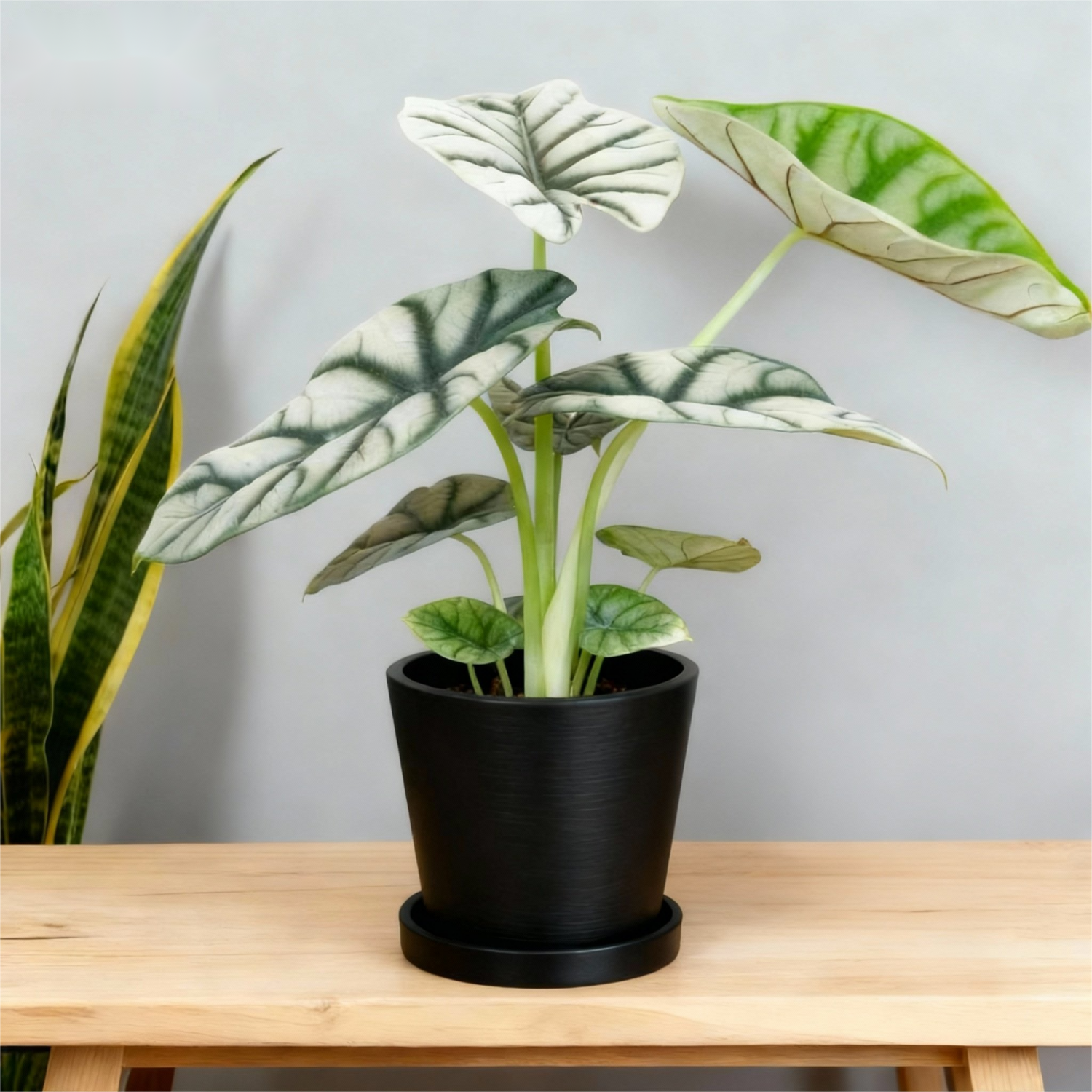 植物印象 桌面简约加厚树脂黑色黑胶盆块根热植植物透气花盆 - 图0