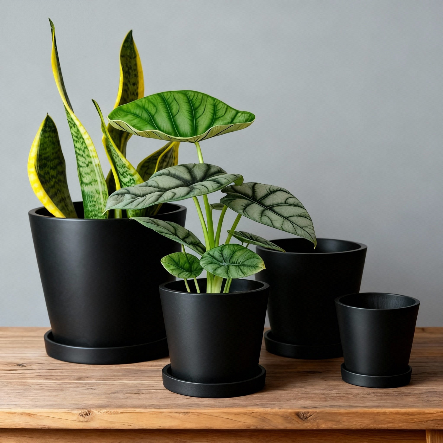 植物印象 桌面简约加厚树脂黑色黑胶盆块根热植植物透气花盆 - 图1