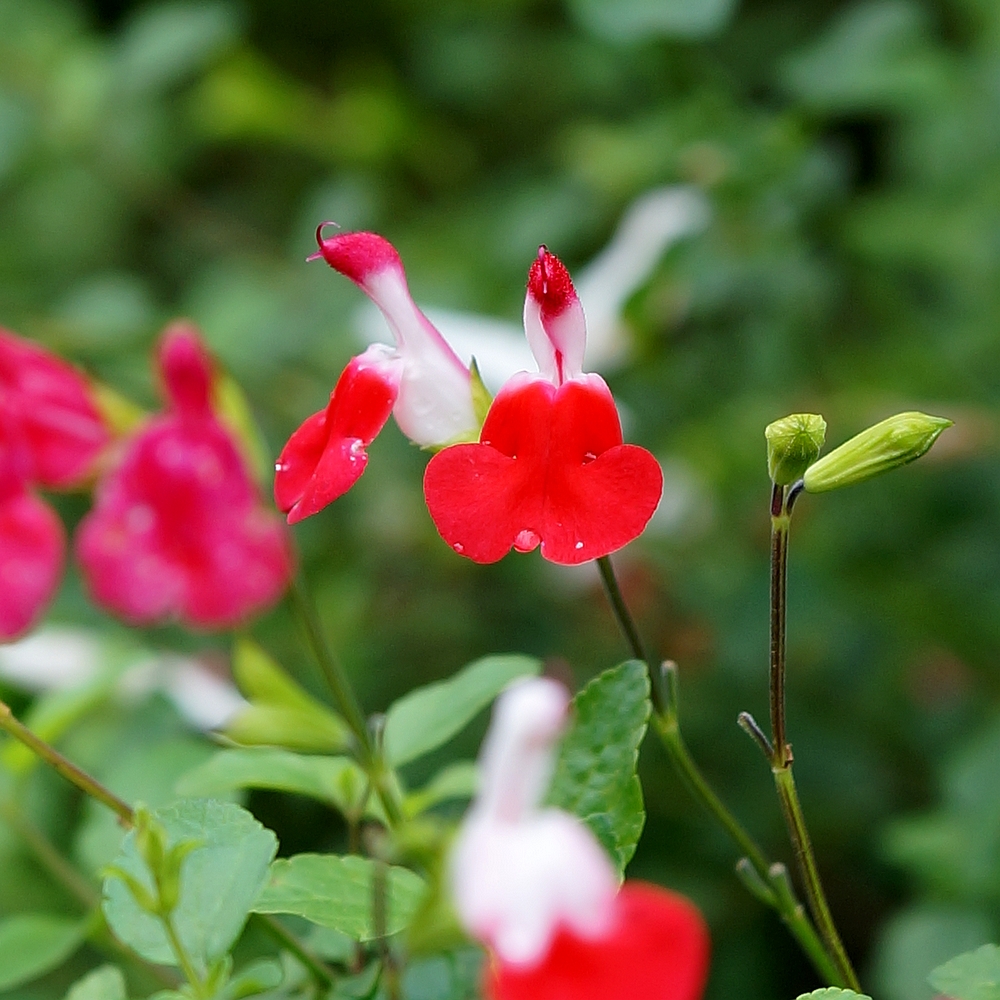 简影花园 樱桃鼠尾草 红焰白唇/烈焰红唇/常绿勤花阳台盆栽绿植 - 图2