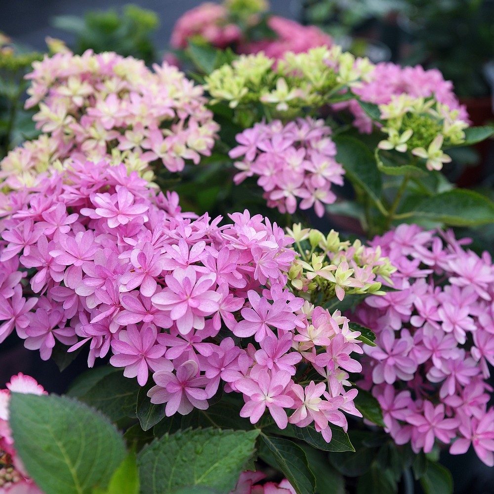 简影花园 珍贵/玉石/佳澄/花宝/马桑等多品种绣球小苗2个字名称,淘宝优惠券,粉丝福利购,淘宝优惠卷