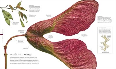 预售包邮大开本精装英文原版flora Inside Secret World Of Plants 花 植物的秘密世界探索植物世界的非凡多样性dk百科全书 虎窝淘