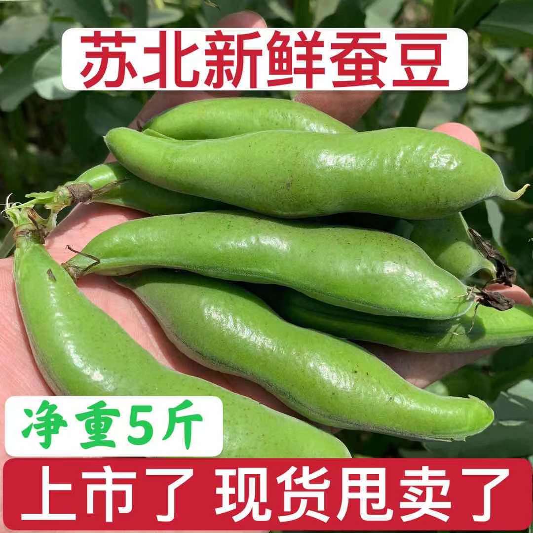 顺丰包邮 苏北新鲜5斤蚕豆农家带壳生蚕豆罗汉豆兰花胡豆偏老豆荚 - 图2