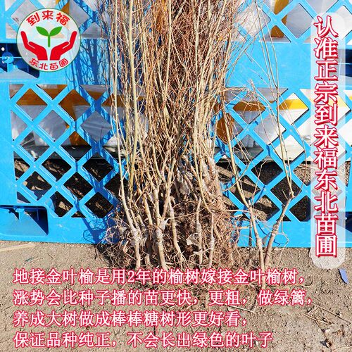 耐寒地接嫁接金叶榆树苗白榆树墙金钱树工程苗庭院绿化围墙绿篱苗 - 图0