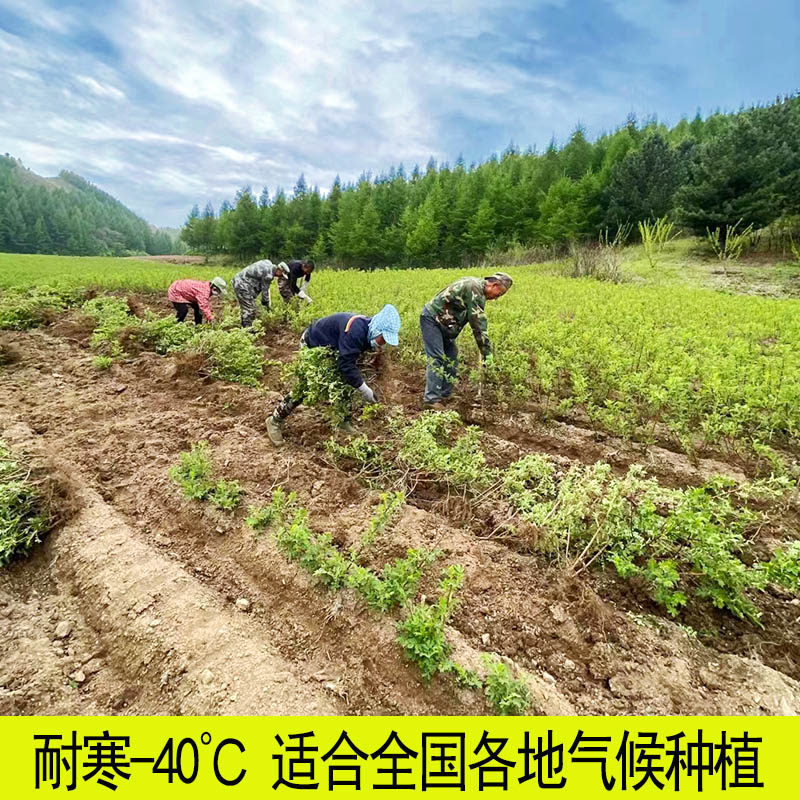 耐寒植物冷香玫瑰花苗可食用玫瑰花庭院盆栽易成活绿化蔷薇刺玫 - 图0