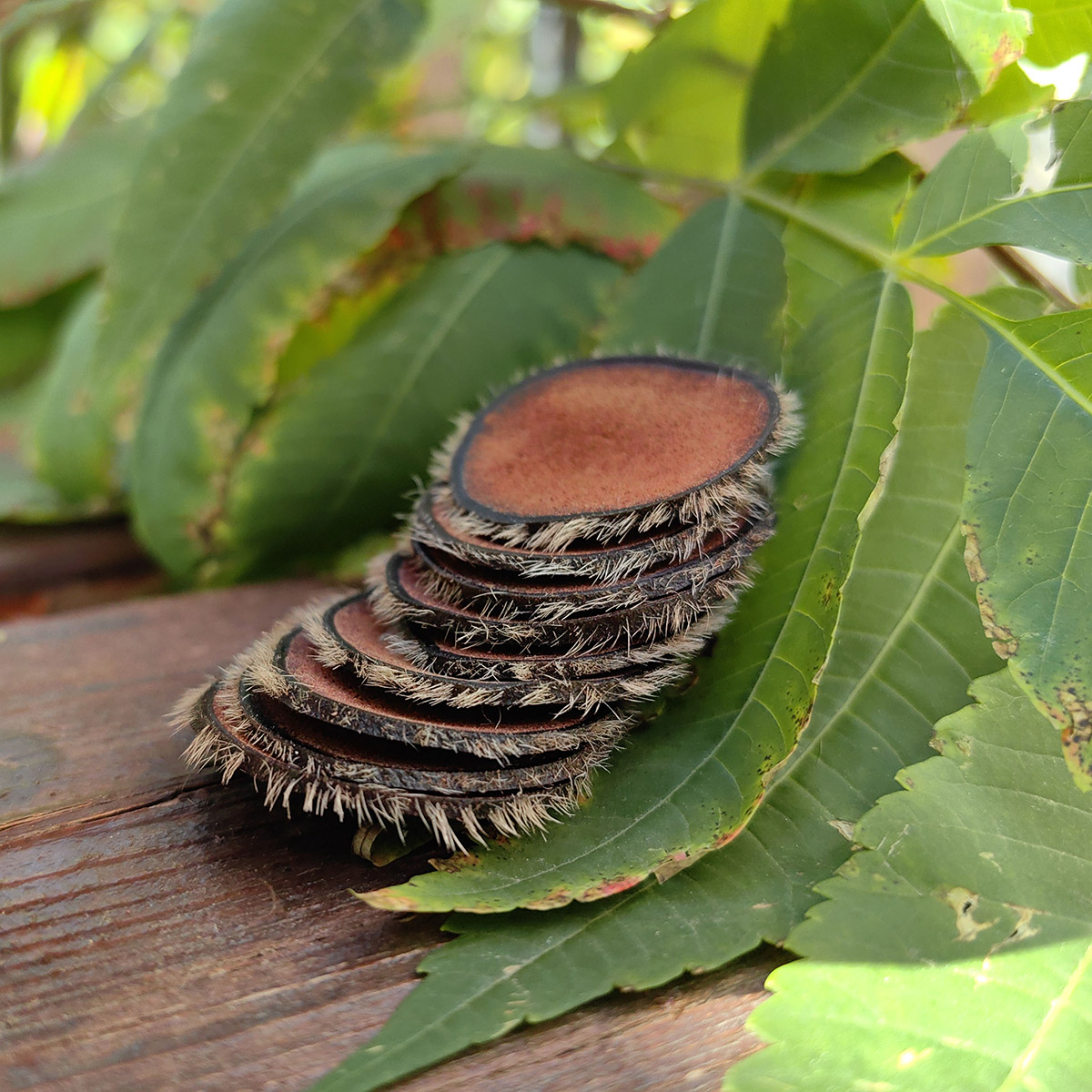 吉林鹿茸红粉片带毛鹿茸片含血足干泡酒料鹿角药材男性正品20克装 - 图0