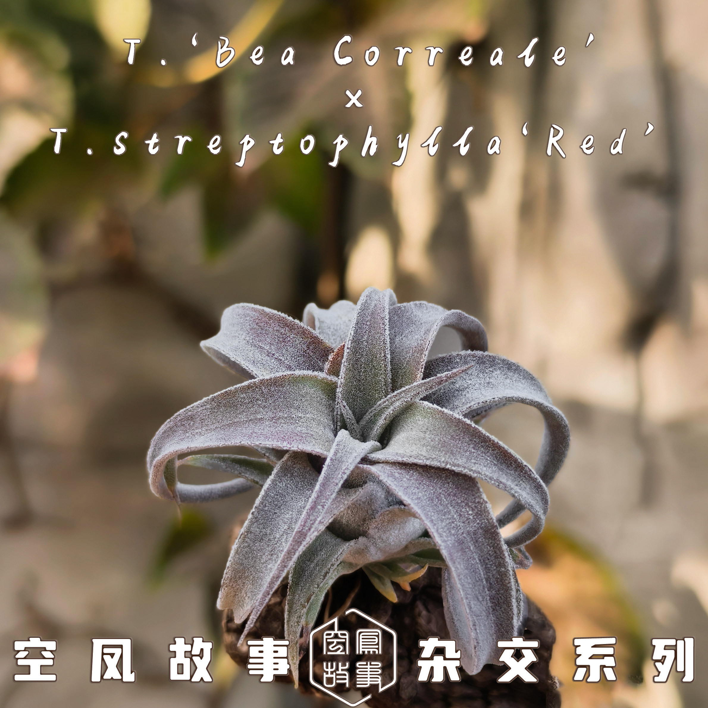 烟火｜史蒂夫BC x 自选红卷 空凤故事自育实生杂交空气凤梨,淘宝优惠券,粉丝福利购,淘宝优惠卷