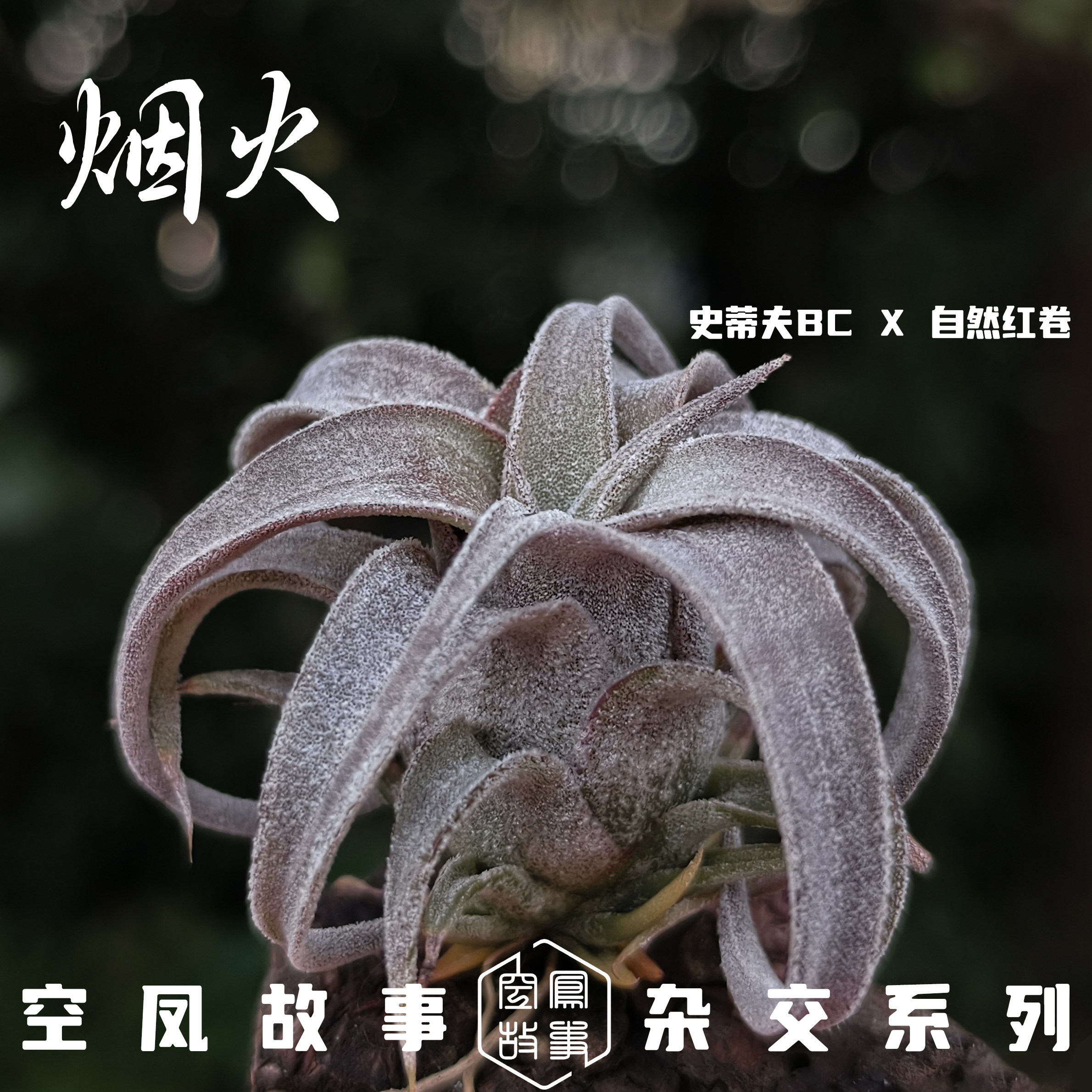 烟火｜史蒂夫BC x 自选红卷 空凤故事自育实生杂交空气凤梨,淘宝优惠券,粉丝福利购,淘宝优惠卷