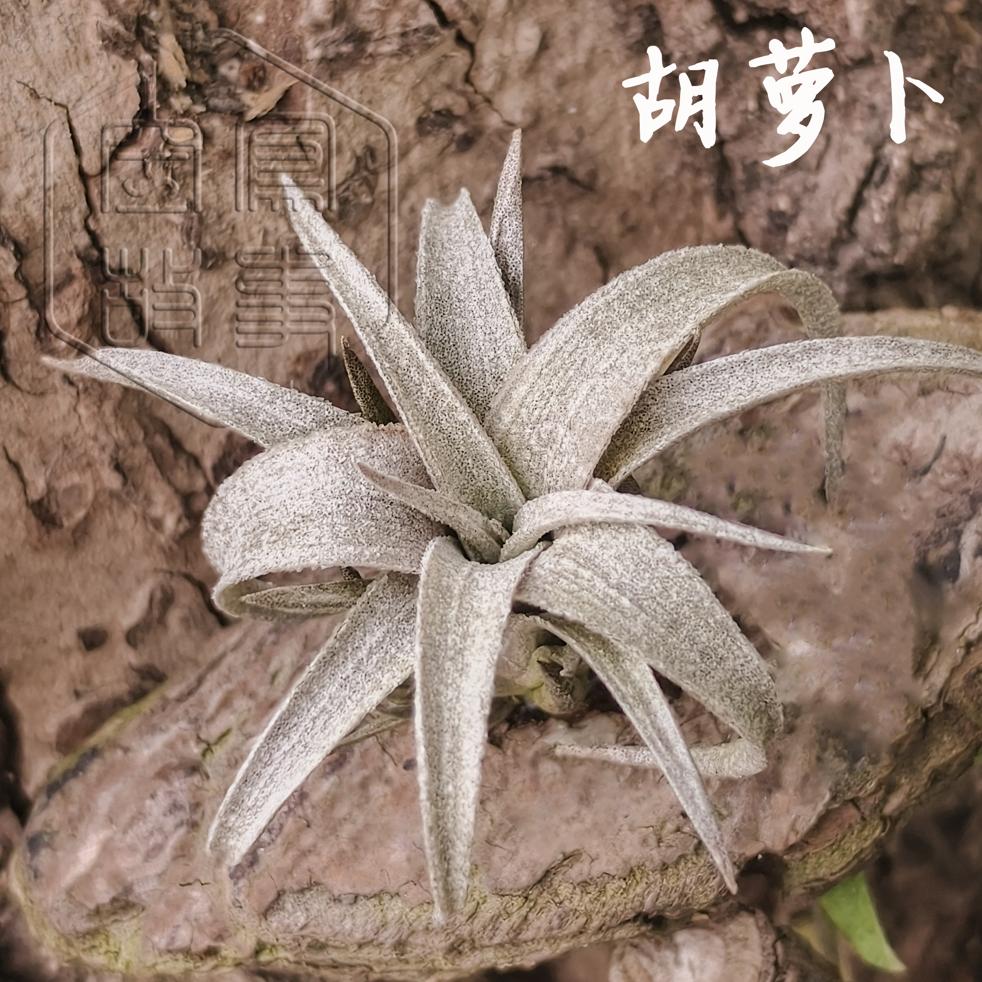 胡萝卜｜洛伦兹变 x红卷8262 空凤故事自育实生杂交空气凤梨,淘宝优惠券,粉丝福利购,淘宝优惠卷