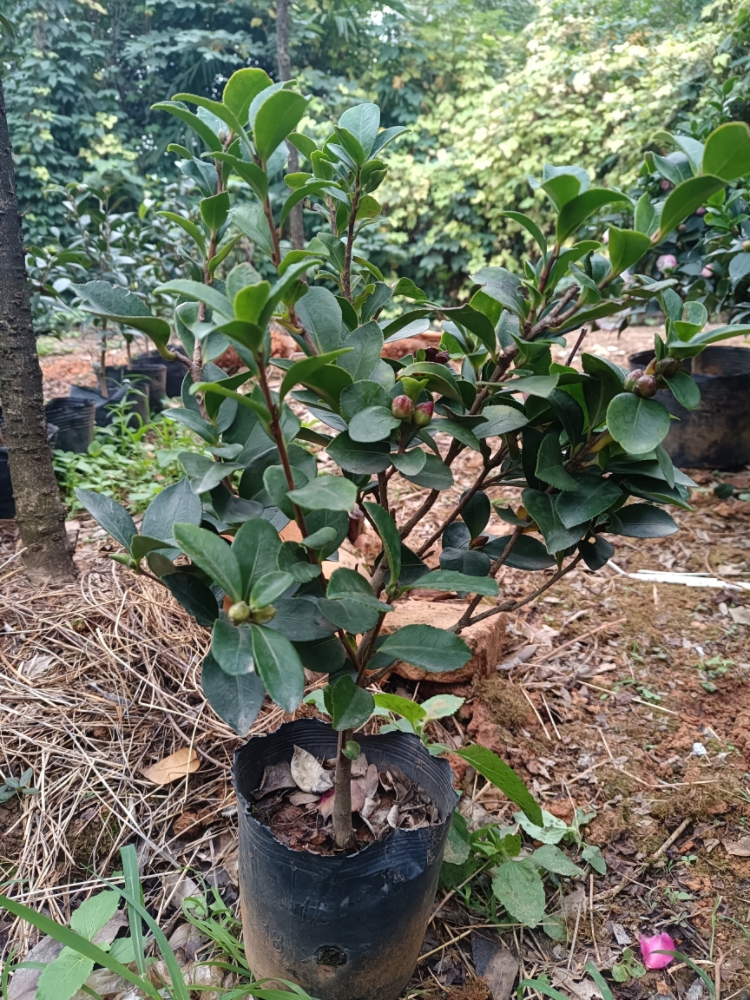 财神茶梅原生苗 带香味 盆栽苗 重瓣花卉 庭院绿植 当年开花 - 图1