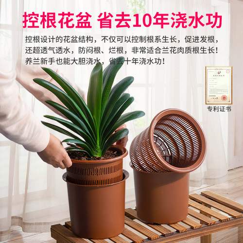 美莳君子兰控根花盆透气塑料仿紫砂蝴蝶兰盆栽青山专用盆双层套盆 - 图3